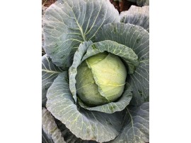 Sakata Tohum New City  F1 Beyaz Lahana Tohumu 2500 Adet 